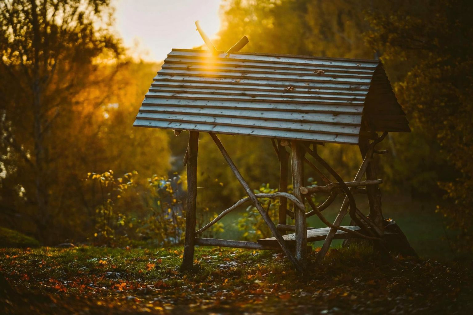 Ett rustikt träskjul på en gräsmatta i Solna under en gyllene solnedgång.